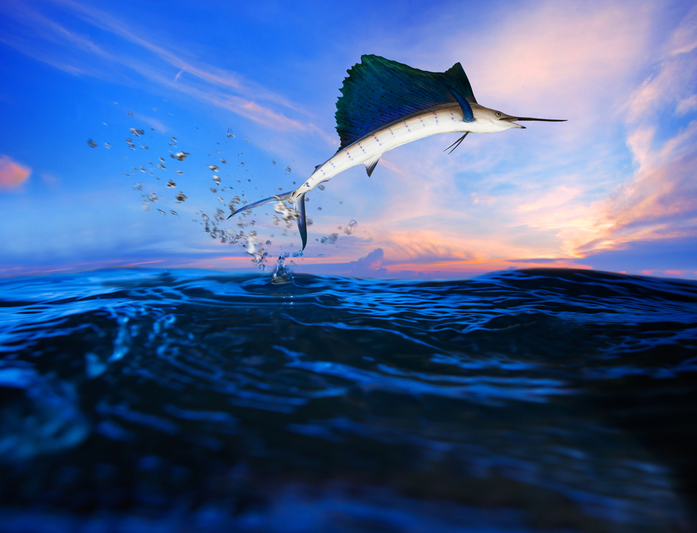 Best Annual Key West Fishing Tournaments Best Annual Key West Fishing Tournaments