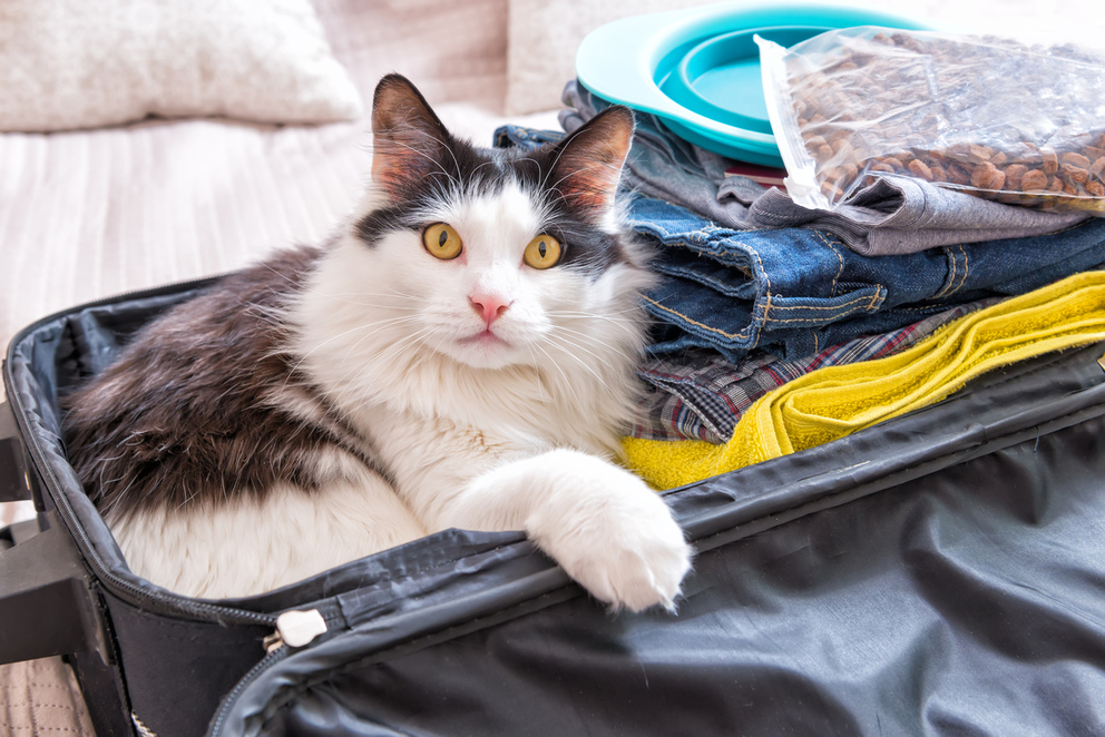 Where to Take Your Pet in New York City