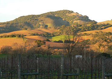 Loxton Cellars