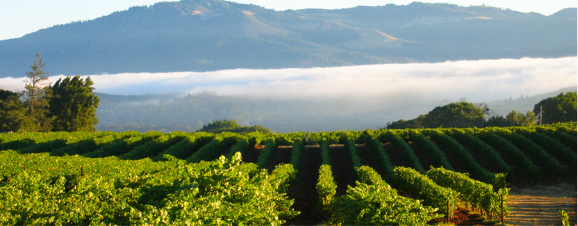 Laurel Glen Vineyards
