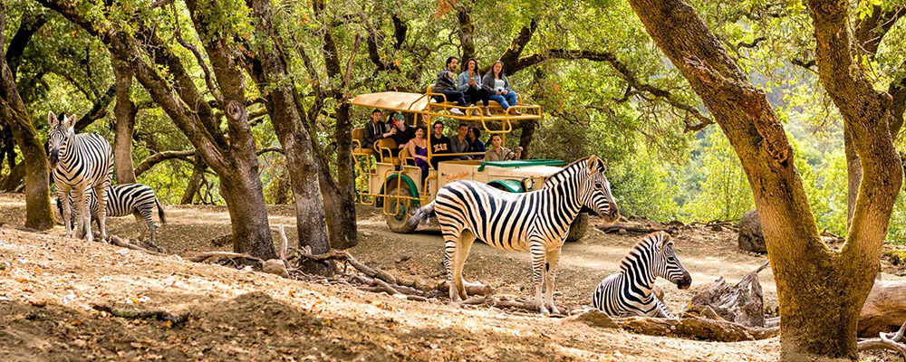 Safari West