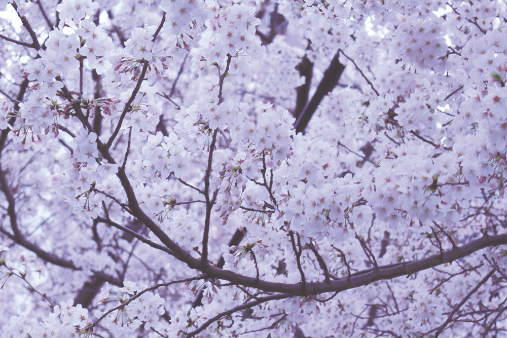 Where the Cherry Blossoms Grow