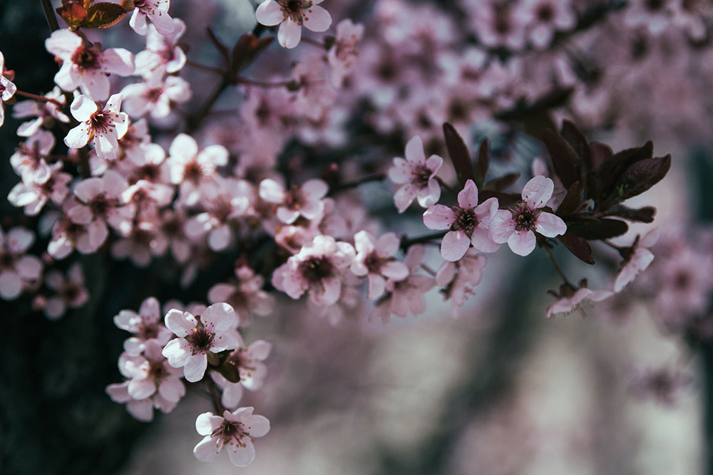 cherry blossoms trees