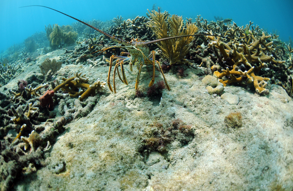 The Dos and Don'ts of Florida Keys Mini Lobster Season 2022