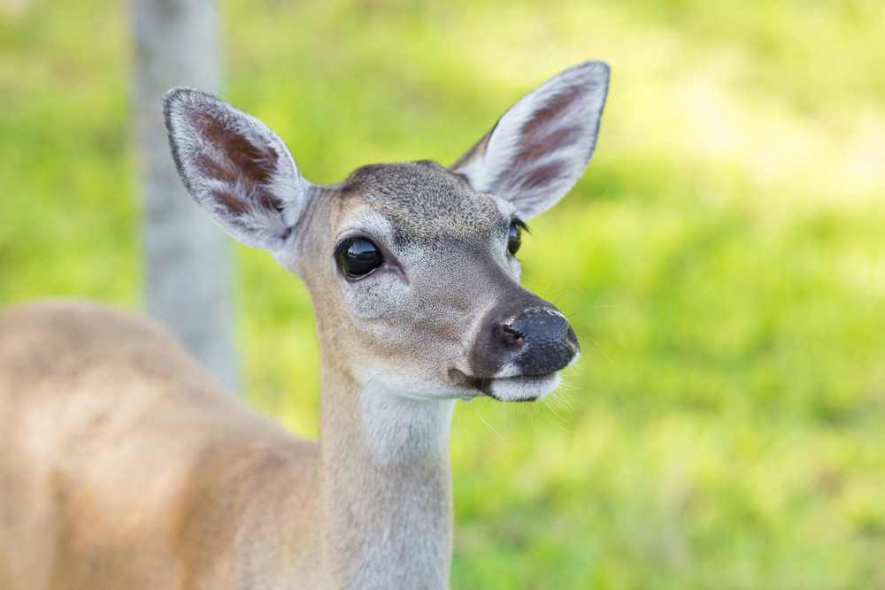 big pine key deer refuge