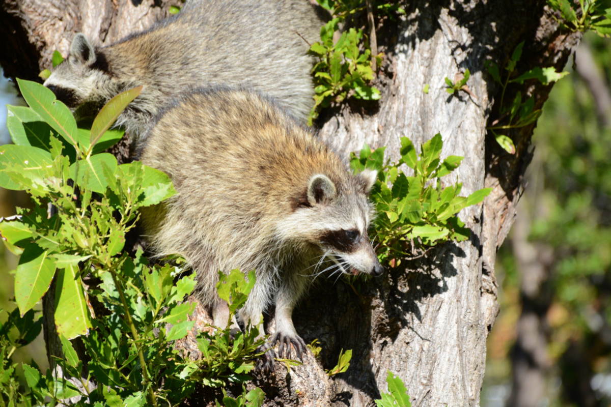 Animals & Critters Native to the Florida Keys 24North Hotel