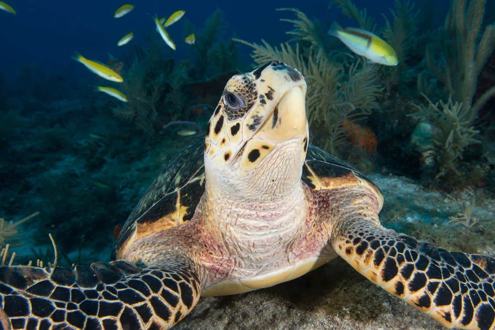 A Brief History of Turtle Canning in Key West