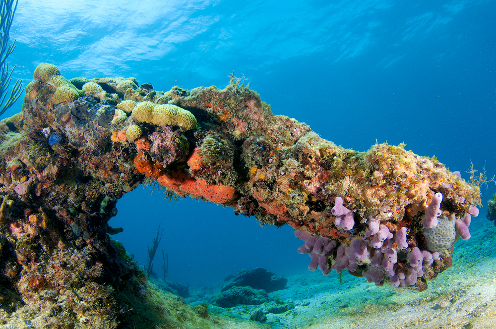 Reefs In The Keys