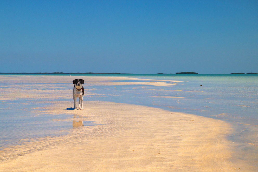 Best Places to Take Your Dog in Key West