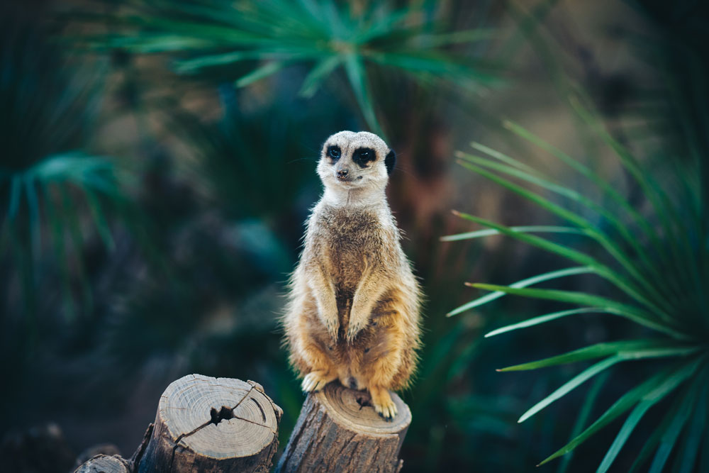 Get in Touch with Your Wild Side at the Barcelona Zoo