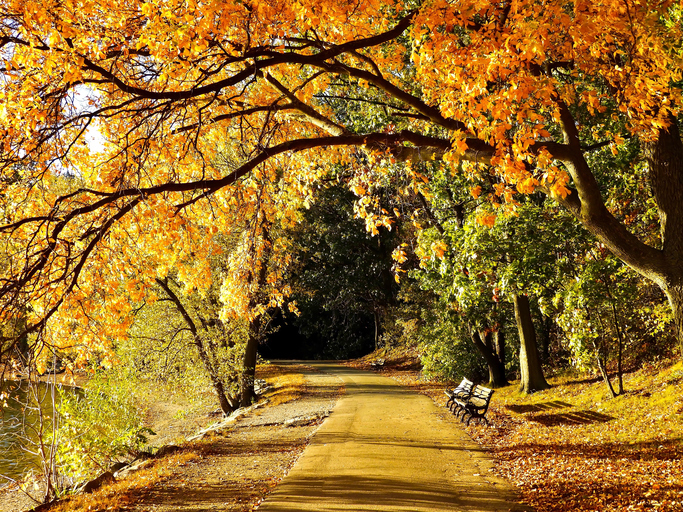 Where to Spot Fall Foliage Near Studio Allston