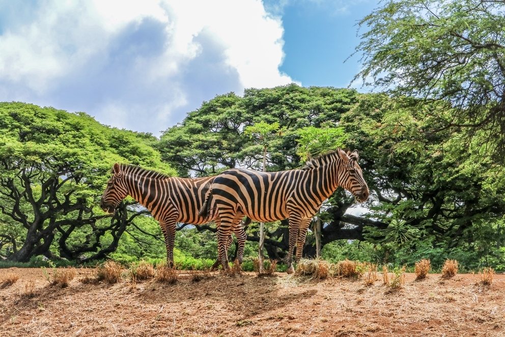 honolulu zoo hawaii zebra