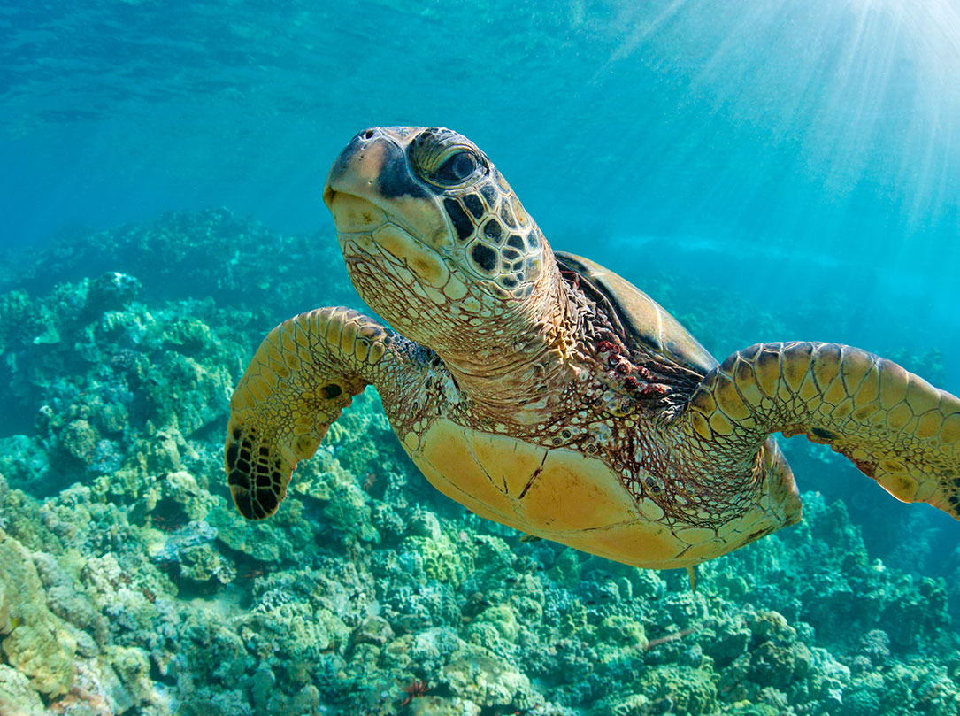 Closeup of turtle under water