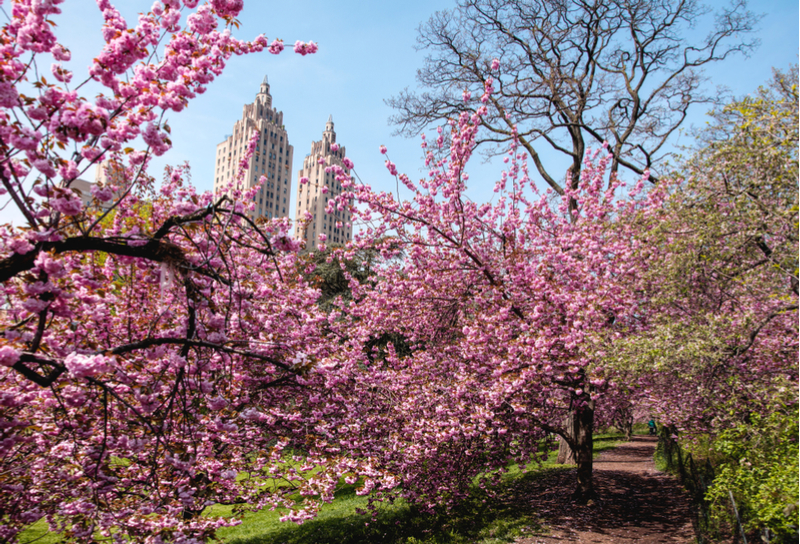 Cherry blossom trees in central park