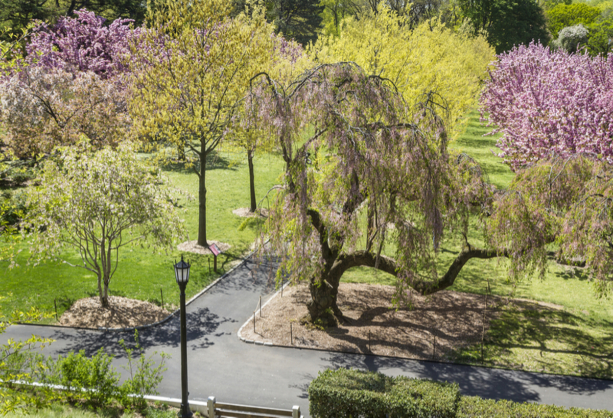 Image of the Brooklyn Botanical Garden