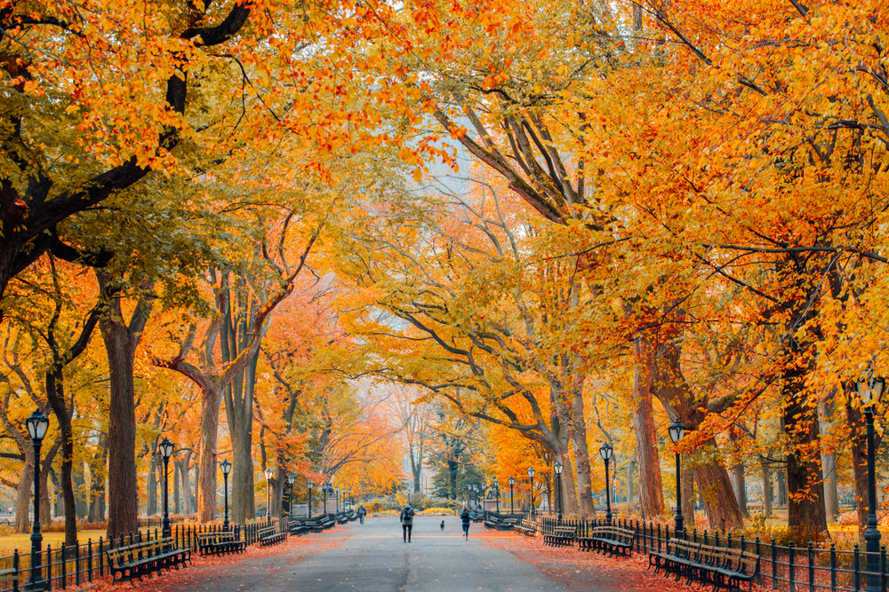 The Best Places to See Fall Foliage in Central Park