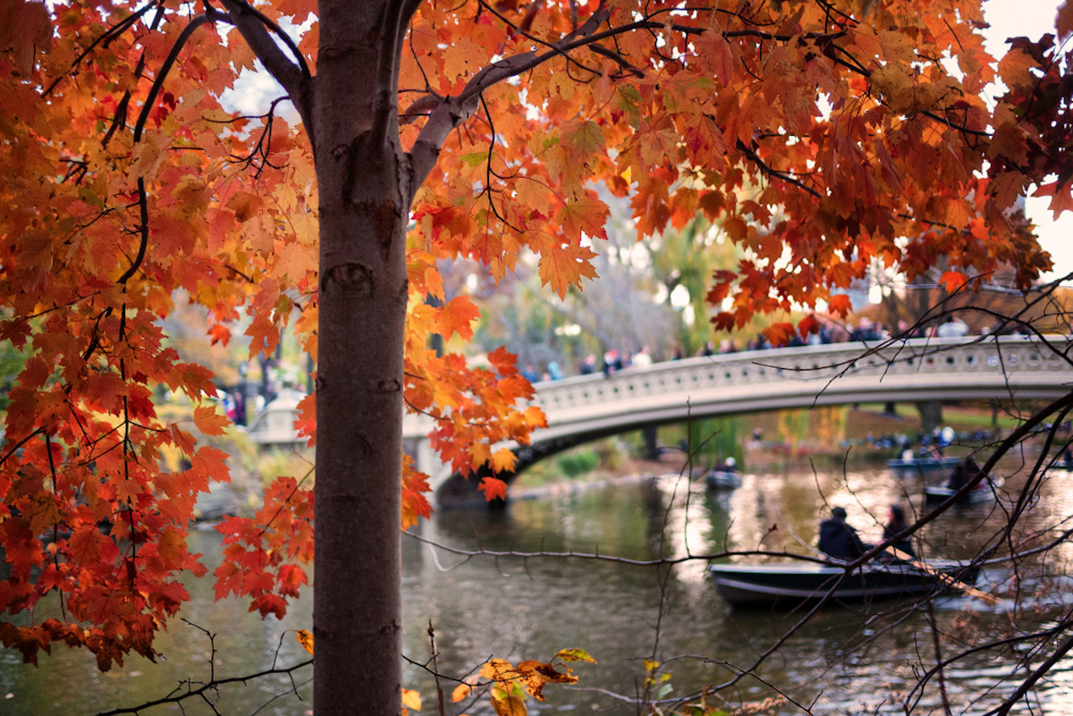 The Best Places To See Fall Foliage In Central Park