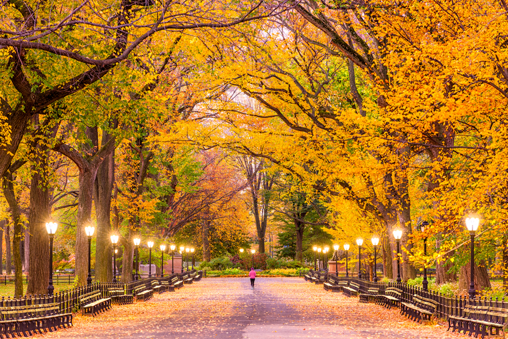 The Best Places to See Fall Foliage in Central Park