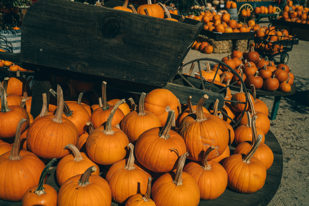 pumpkins-trick-or-treat