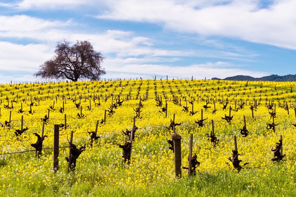 The Magic of Mustard Season