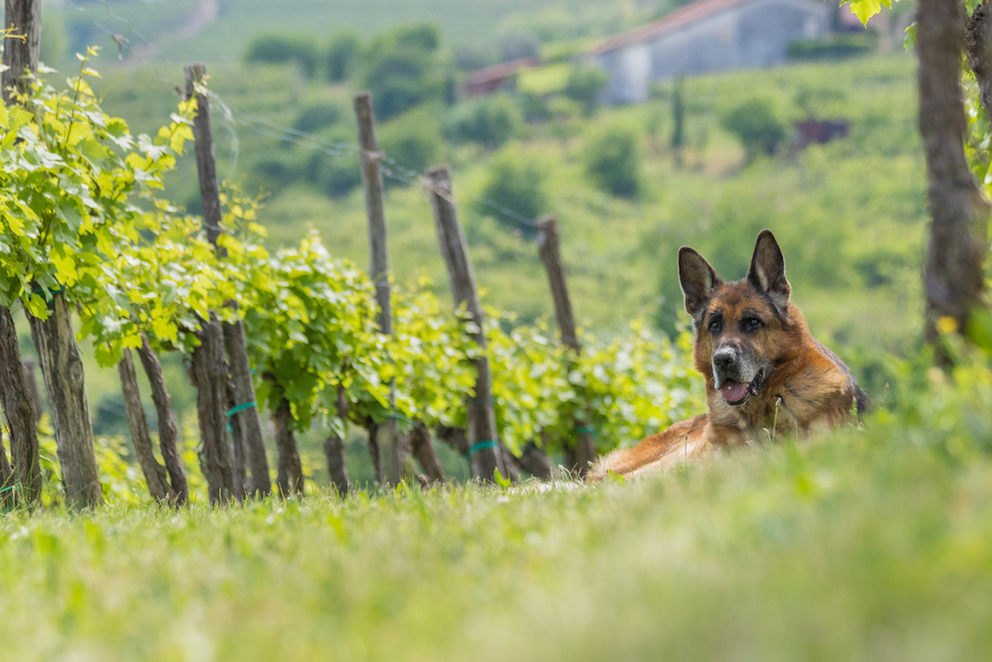 Enjoy a Day in Napa With Your Dog