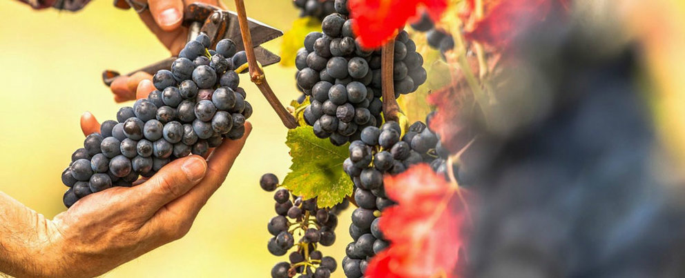 What You Need to Know About Napa Valley Harvest Season