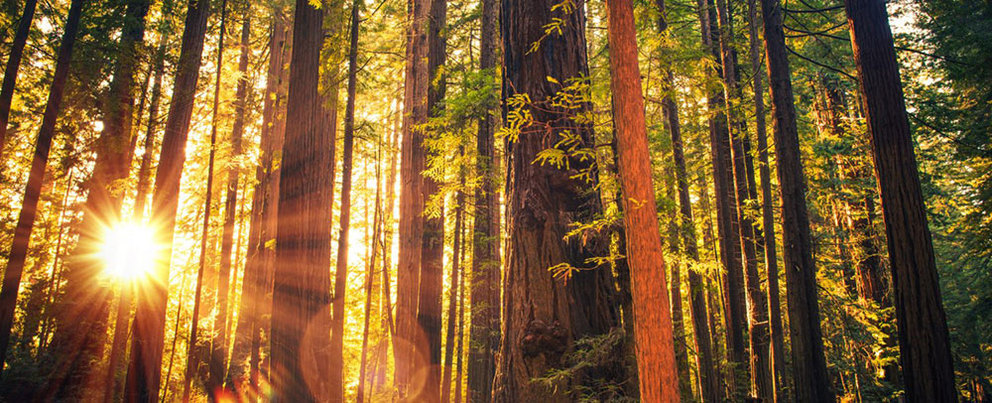 Northern California Redwoods: A Natural Wonder