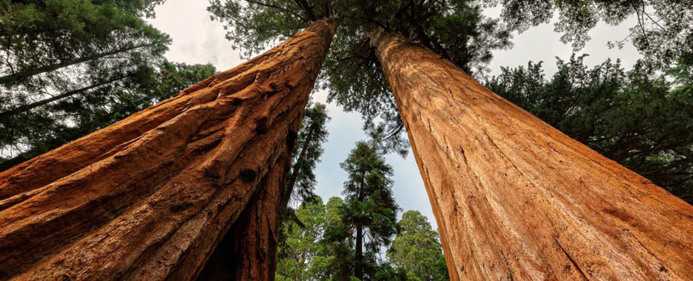 10 Amazing Things About The Redwood National Park Wine Country Inn 10 Amazing Things About The Redwood National Park