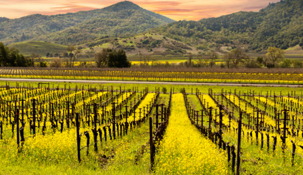 Explore Napa Valley