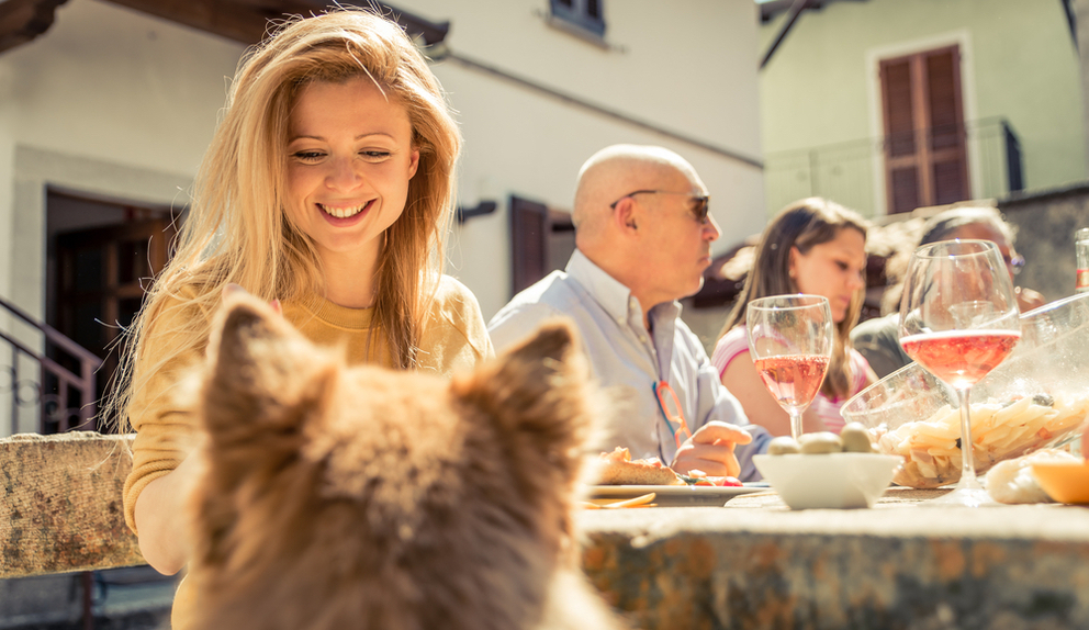 Check Out These Dog-Friendly Wineries in Napa Valley