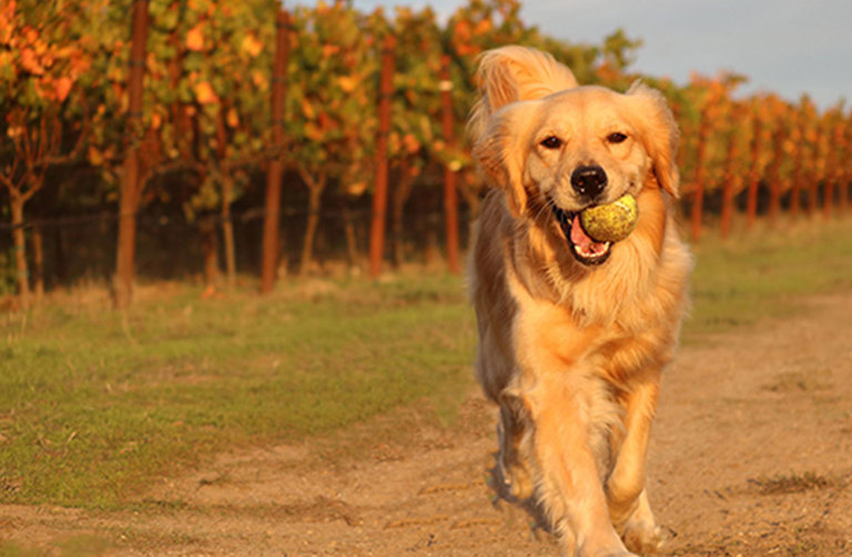 Wineyard