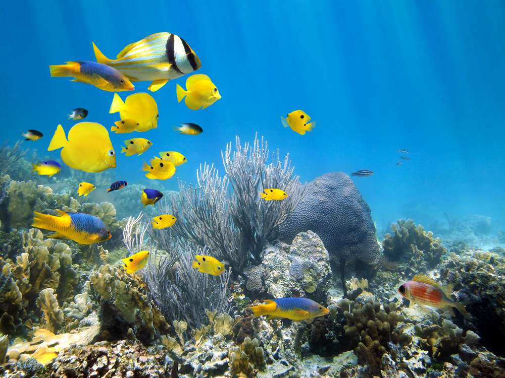 Snorkel Key West