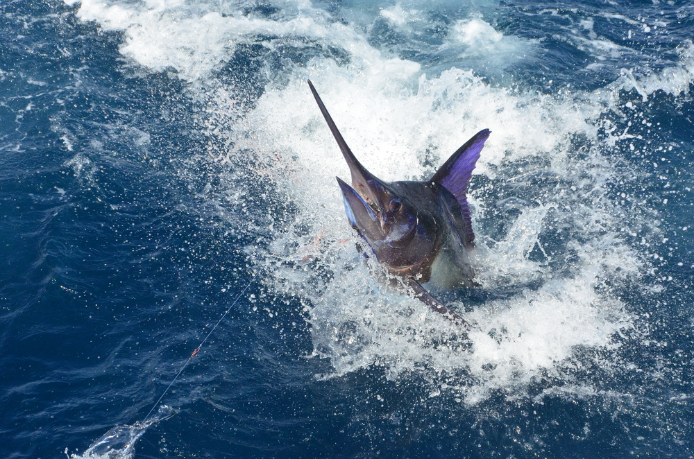 Hemingway in Cuba: Fighting Sharks and Big Marlin