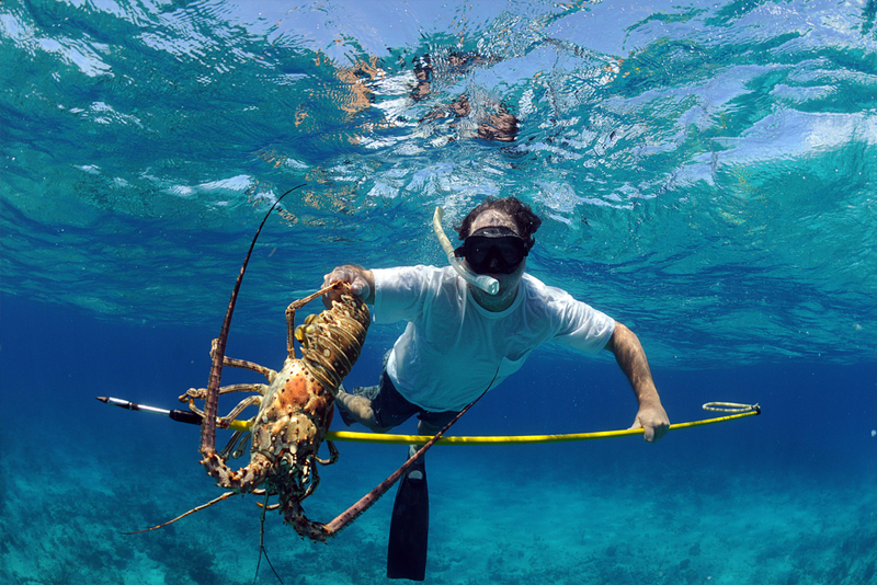 Mini-Lobster Season 2016