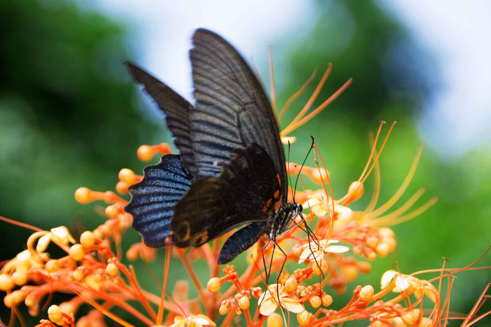 The Key West Butterfly and Nature Conservatory