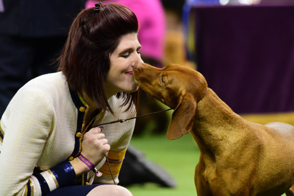 Meet the Top Dogs at Westminster Kennel Club Dog Show