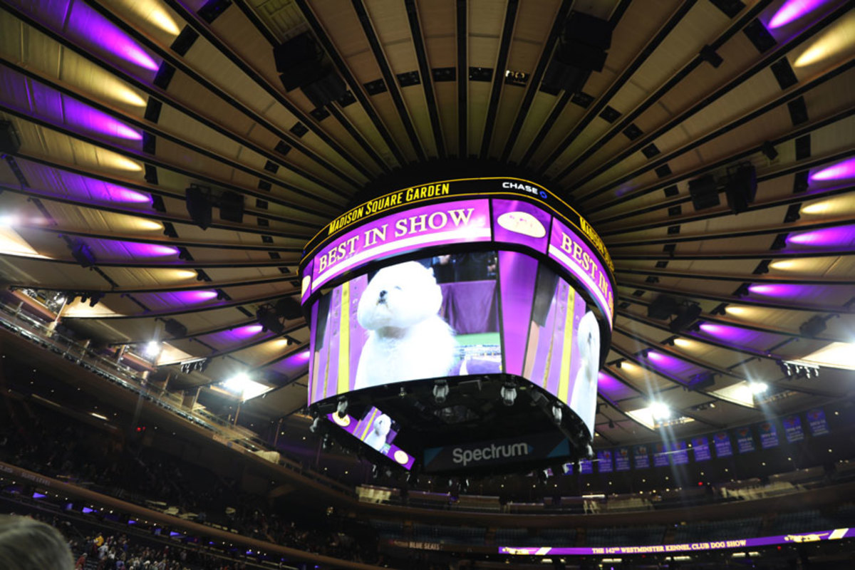 madison square garden dog show