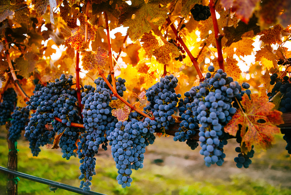 Things to do this Fall in the Napa Valley