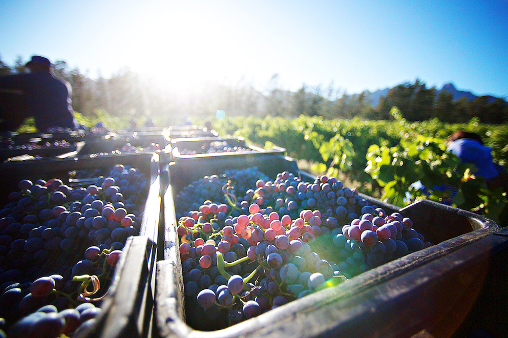 How to Celebrate Harvest Season in the Napa Valley