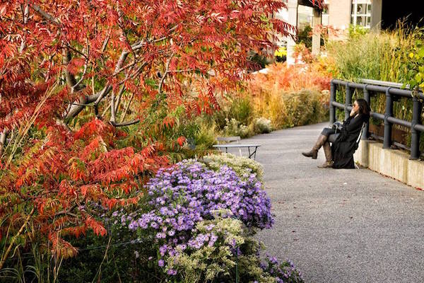 Where To See Spring Blooms In NYC